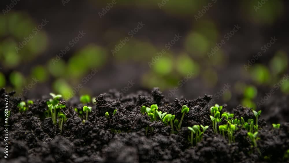 Fresh Green Plants Growth In Time Lapse, Sprouts Germination From Seeds In Soil, Beautiful Agriculture At Springtime Fresh Green Plants Growth In Time Lapse, Sprouts Germination From Seeds In Soil, Beautiful Agriculture At Springtime