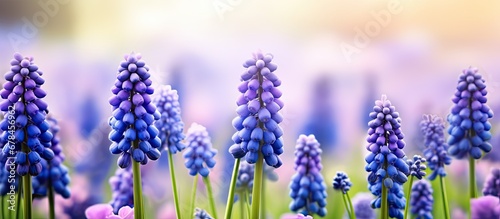 Spring garden with violet blue muscari blooms