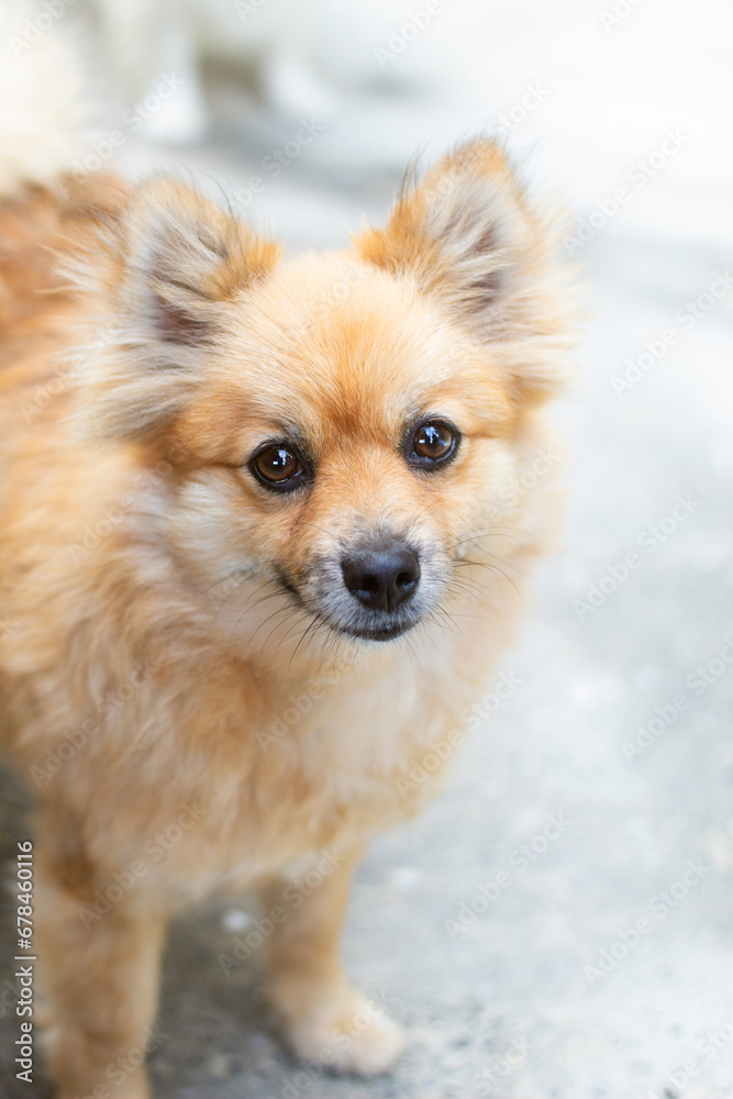 Obraz premium pomeranian dog portrait tender eyes adorable