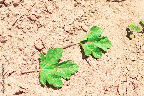 green leaves on the ground