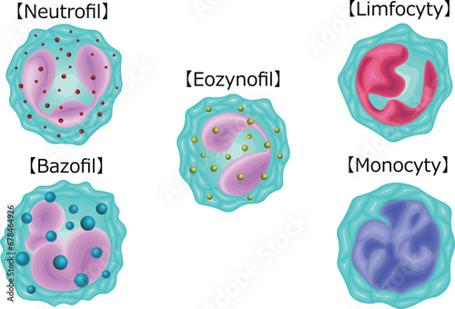 白血球　種類　イラスト　ポーランド語