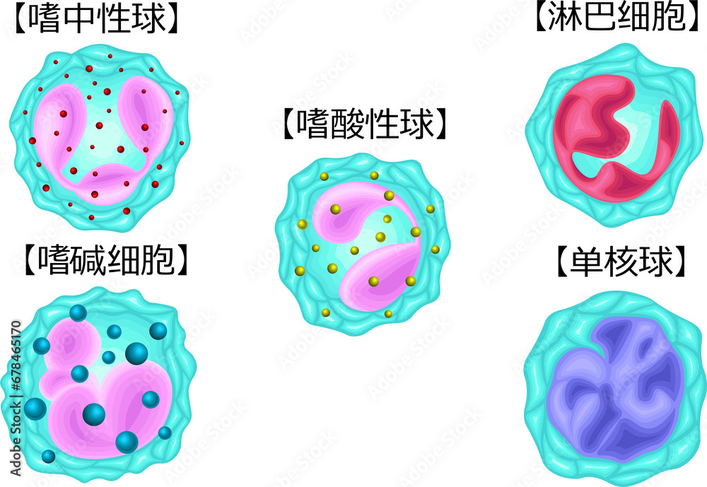 白血球　種類　イラスト　中国語