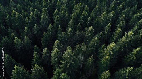 Drone view of a perfectly green forest  aerial view of the forest