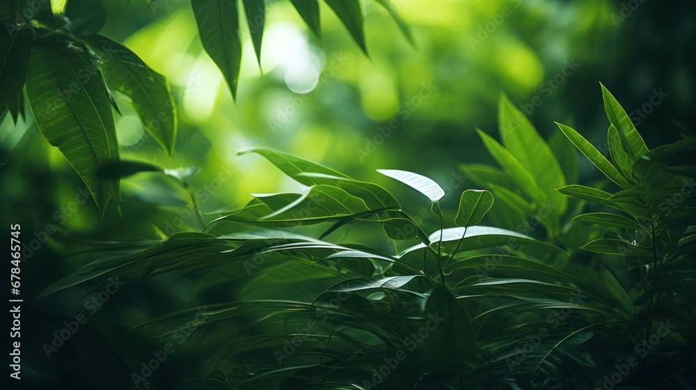 Nature background concept,Dark green leaves in the park background Nature background concept,Dark green leaves in the park background