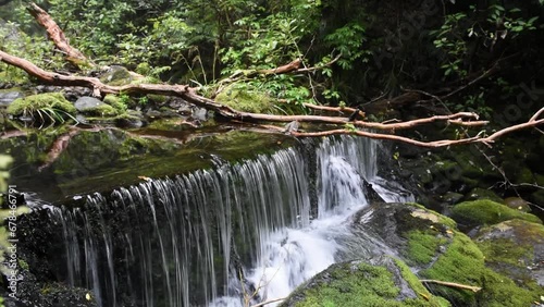 Manmade weir on a small stream in a forest setting.