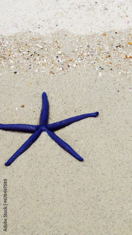 Two starfish, red and blue, lying on a sandy beach in waves. Vertical video Two starfish, red and blue, lying on a sandy beach in waves. Vertical video