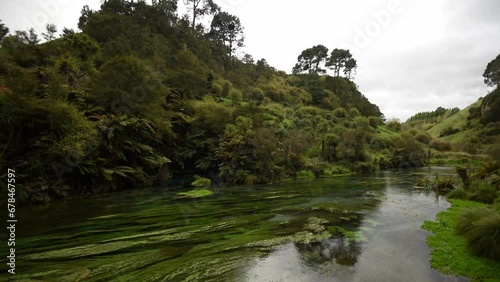 The Waihou River at Blue Spring in the Waikato region of New Zealand. Crystal clear water, and lush green water weed.