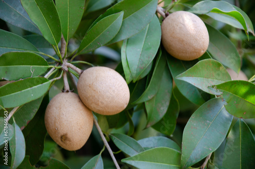 Raw sapota or sapodilla fruits on tree photo