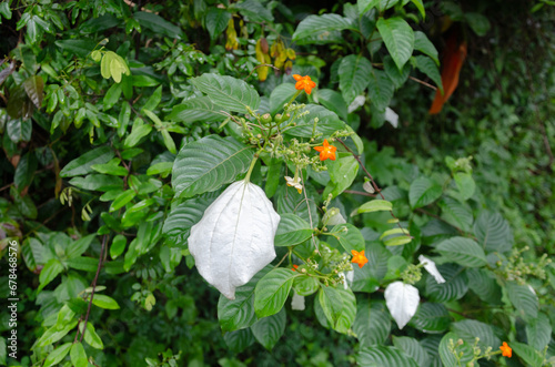 Mussaenda raiateensis, also known as Pacific mussaenda or Pacific flag-tree photo