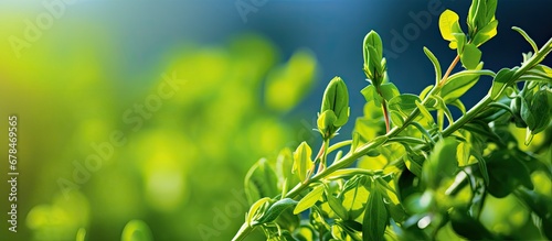 Close up of a green pea bush with blurred background photo