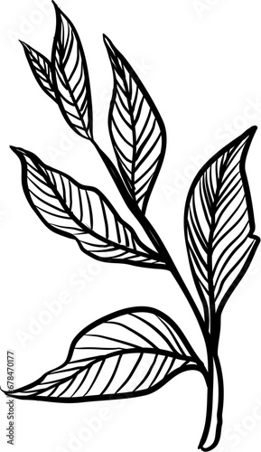leaf hand drawn © nikagraphic