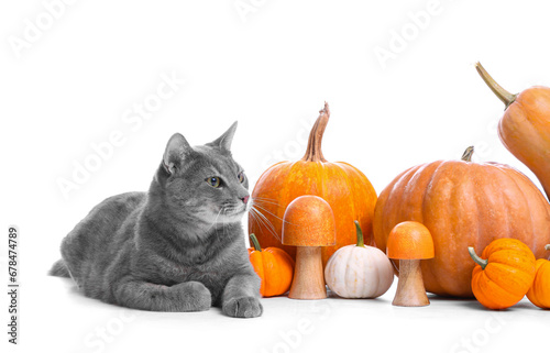 Cute cat with pumpkins on white background. Thanksgiving Day celebration © Pixel-Shot