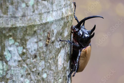 selective focus the head of a large black five-horned beetle perched on a tree During the winter in Chiang Mai, Thailand