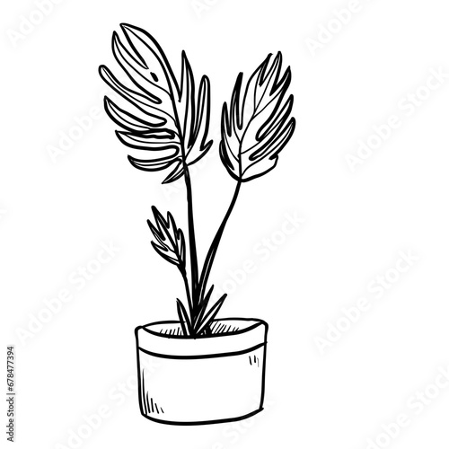 house plant hand drawn