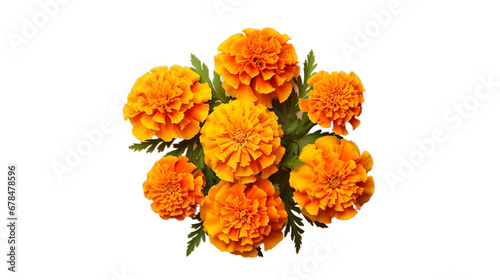 Marigold flowers isolated on transparent background  Generative ai