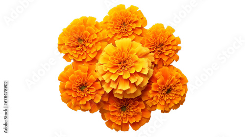 Marigold flowers isolated on transparent background, Generative ai