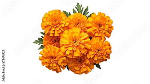 Marigold flowers isolated on transparent background, Generative ai
