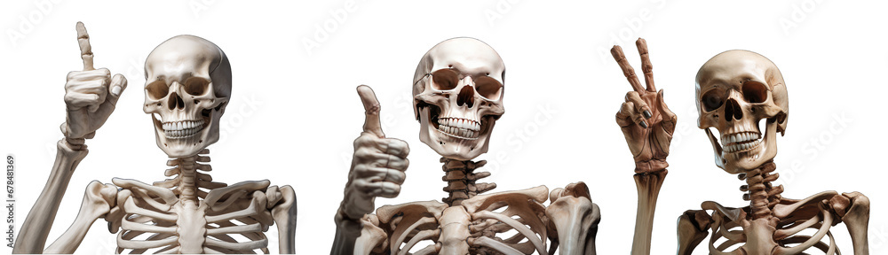 Skeleton with funny expression, shows fingers, Halloween skeletons collection, transparent background Skeleton with funny expression, shows fingers, Halloween skeletons collection, transparent background