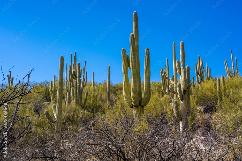 A long slender Saguaro Cactus in Catalina SP, Arizona A long slender Saguaro Cactus in Catalina SP, Arizona