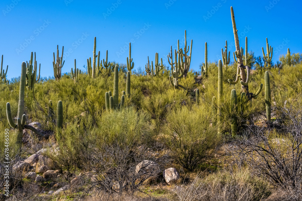 A long slender Saguaro Cactus in Catalina SP, Arizona A long slender Saguaro Cactus in Catalina SP, Arizona