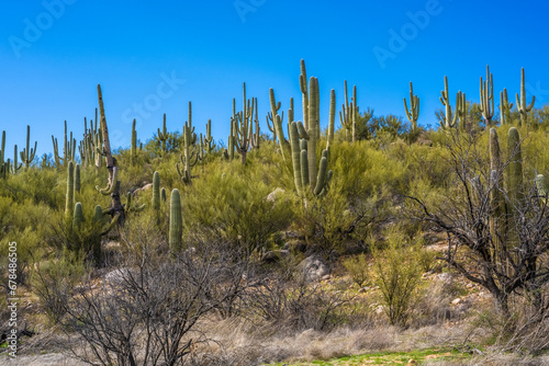A long slender Saguaro Cactus in Catalina SP, Arizona