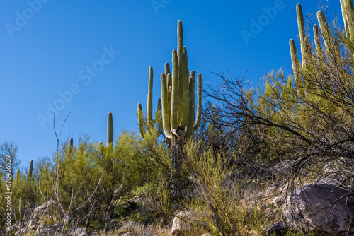 A long slender Saguaro Cactus in Catalina SP  Arizona