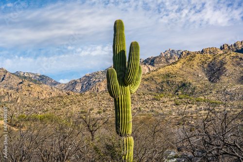 A long slender Saguaro Cactus in Catalina SP, Arizona