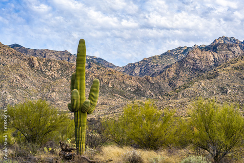 A long slender Saguaro Cactus in Catalina SP, Arizona © CheriAlguire