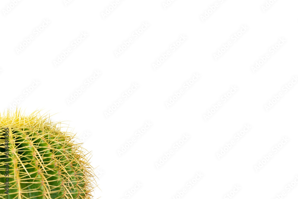 Golden ball cactus on white background with copy space for text Golden ball cactus on white background with copy space for text