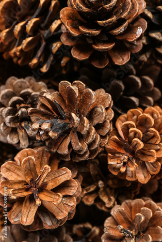 Texture of pine cones as background, closeup