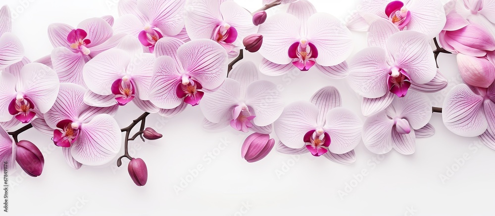 Orchid flower background without seams Orchid flower background without seams