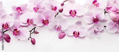 Orchid flower background without seams
