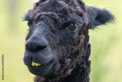 close up of a black llama