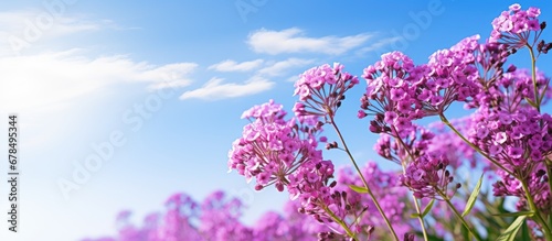 Limonium thriving in sunlight photo