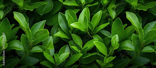 bush with green foliage