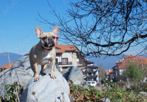 A French bulldog dog sits proudly on a large boulder among gray stones against the backdrop of autumn trees and houses. photo