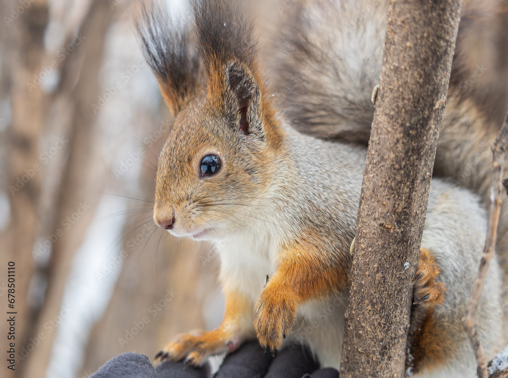 Fototapeta premium The squirrel sits on a branches without leaves in the winter or autumn