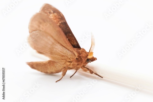 白背景に翅を羽ばたかせる褐色のマツカレハ蛾