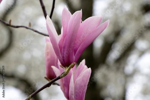 magnolia tree blossom © Abi