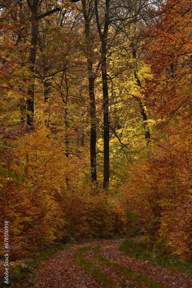 Wanderweg im Buchenwald