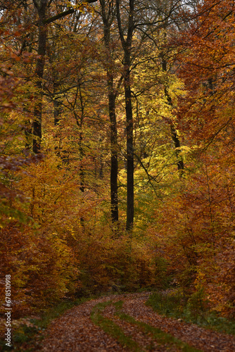 Obraz na płótnie Wanderweg im Buchenwald w salonie