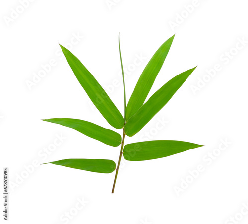 Fototapeta Naklejka Na Ścianę i Meble -  Bamboo leaf green isolated on transparent png