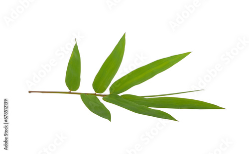 Bamboo leaf green isolated on transparent png