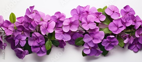 Purple plant with clear background
