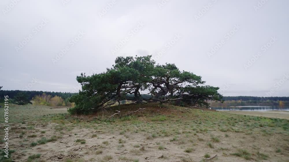 Time Lapse Scenic cloudy landscape view of sandy area with a tree in the middle, llake in the background. Time Lapse Scenic cloudy landscape view of sandy area with a tree in the middle, llake in the background.