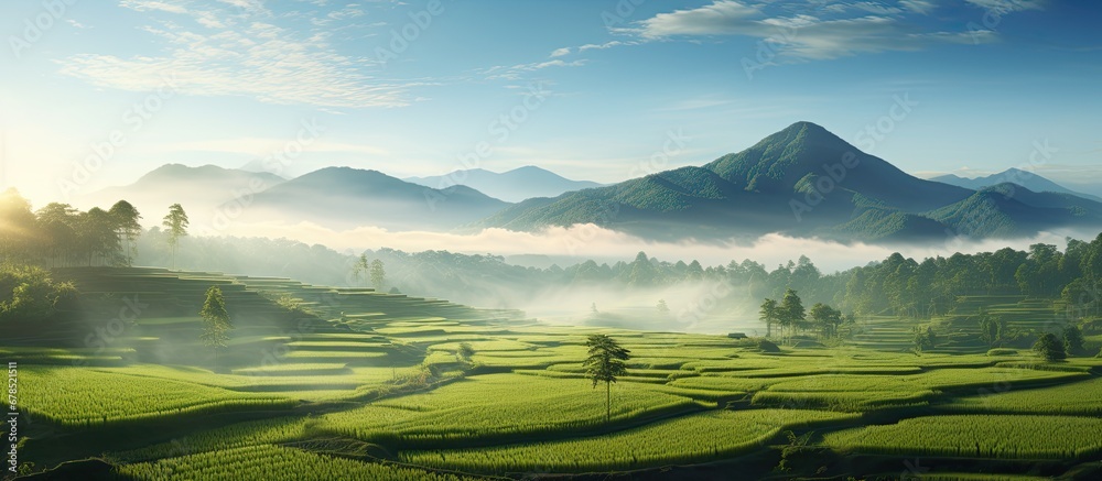 morning beauty of rice fields