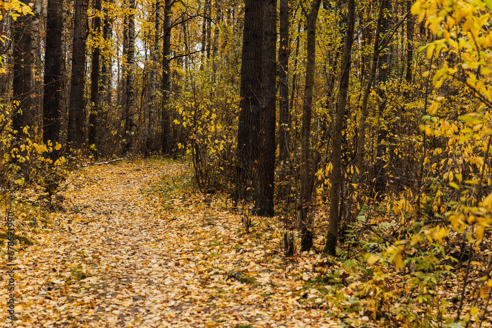 Autumn landscape yellow red forest with fallen leaves Autumn landscape yellow red forest with fallen leaves