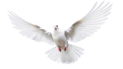 white dove flying on the transparent background