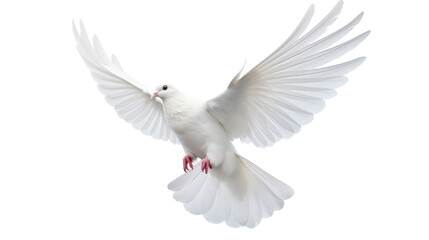 white dove flying on the transparent background