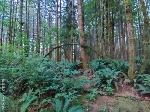 Archway in the forest